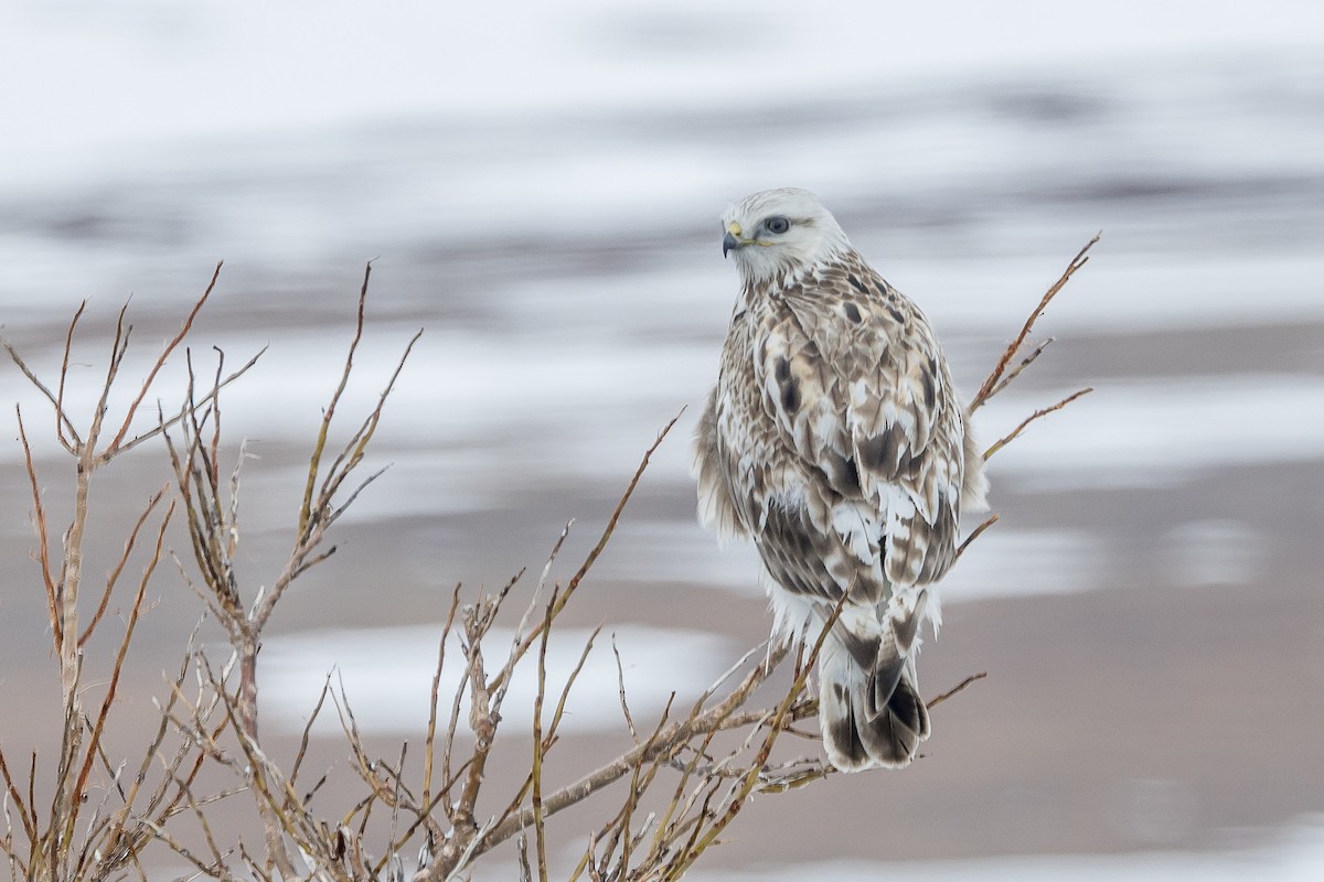 Rough-legged Hawk - ML586276301