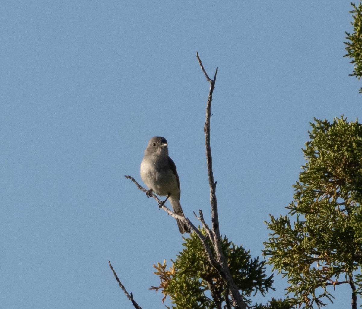 Gray Vireo - ML586276311