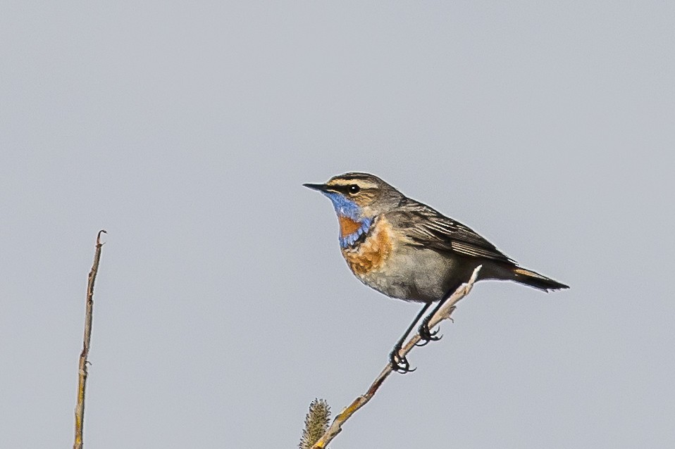 Bluethroat - ML586278091