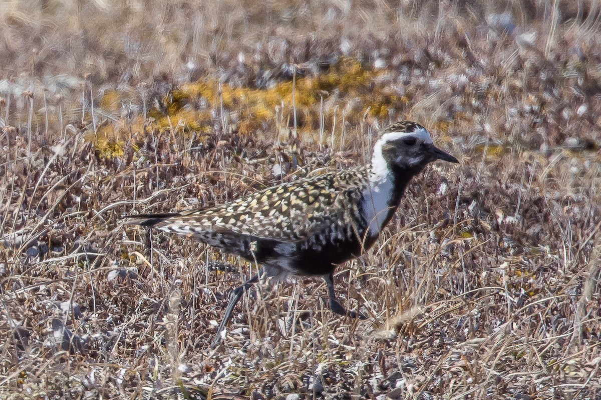 American Golden-Plover - ML586278251