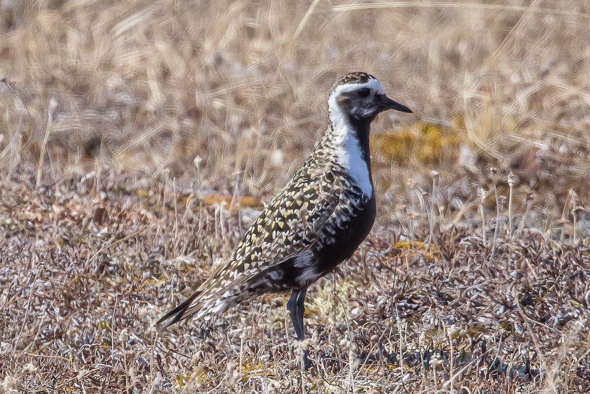 American Golden-Plover - ML586278271