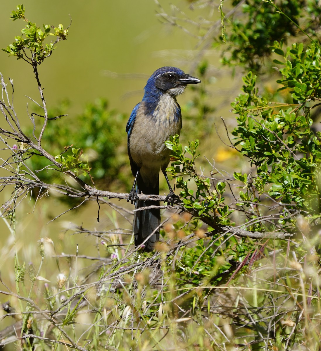 California Scrub-Jay - ML586278341