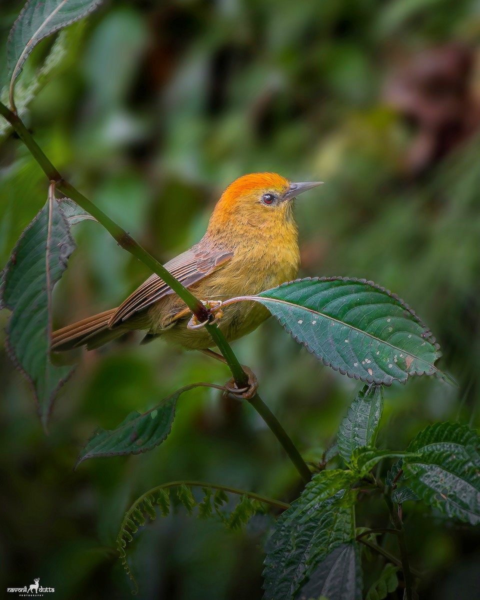 Rufous-capped Babbler - ML586278471