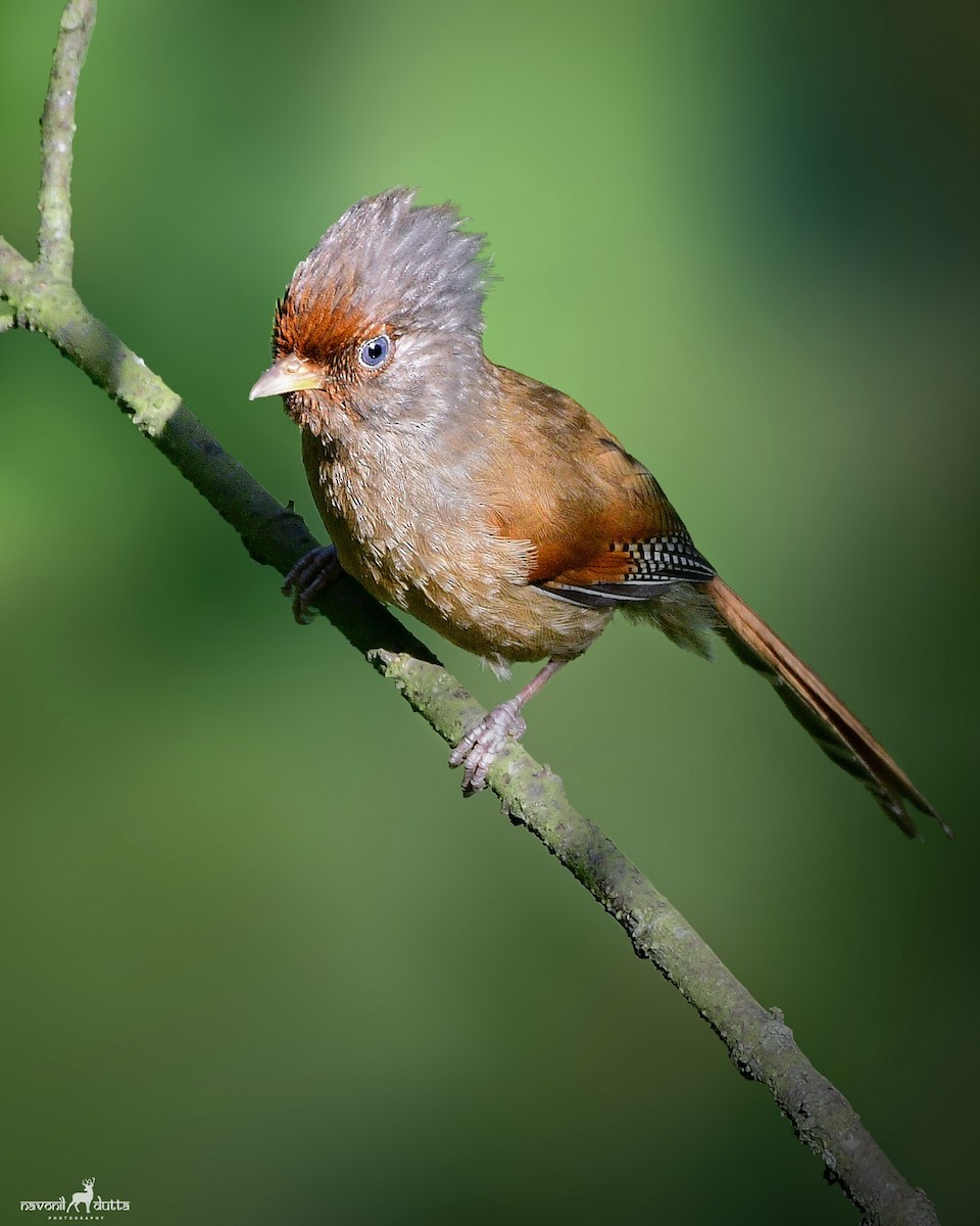Rusty-fronted Barwing - ML586278611