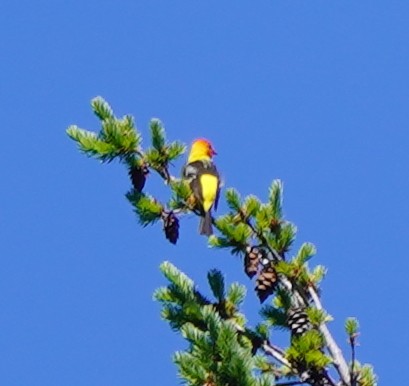 Western Tanager - ML586279031