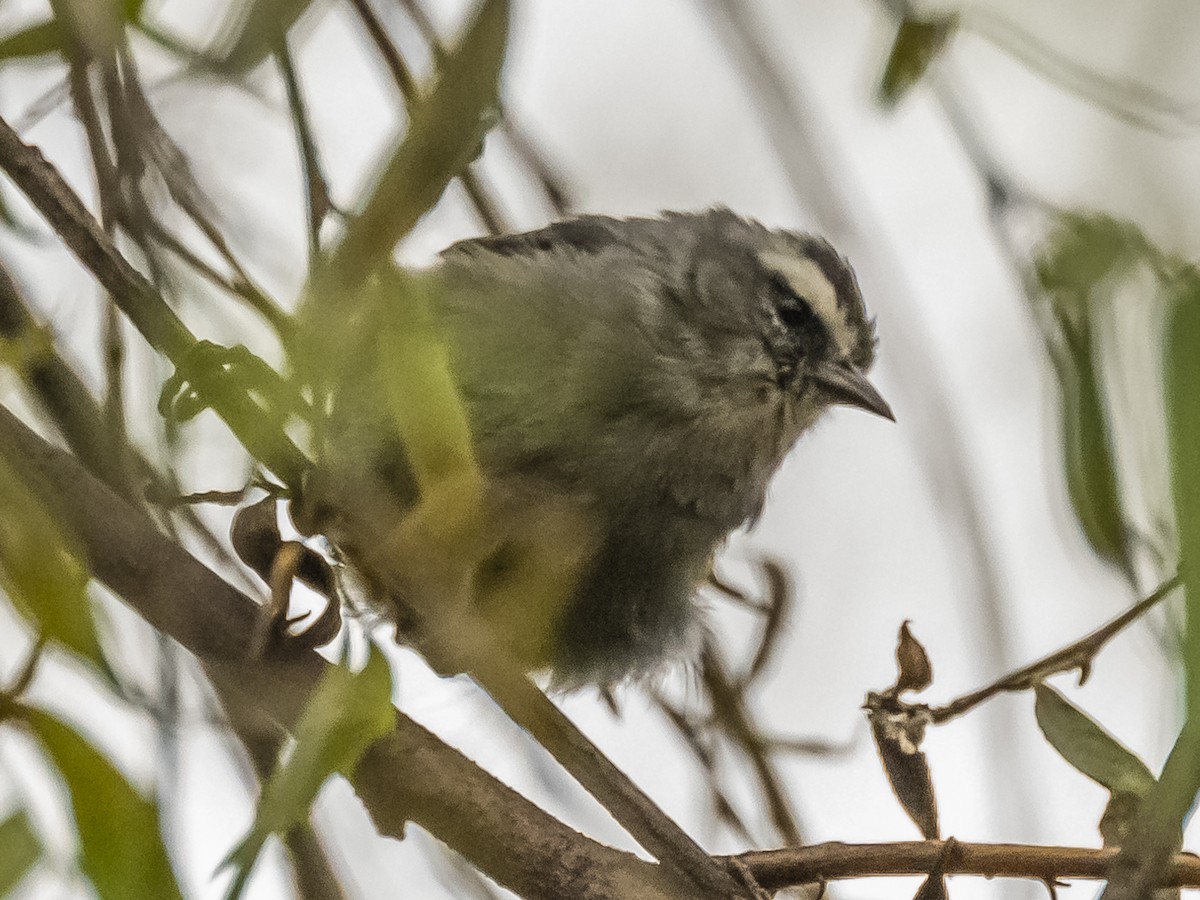 Cinereous Conebill - Amed Hernández