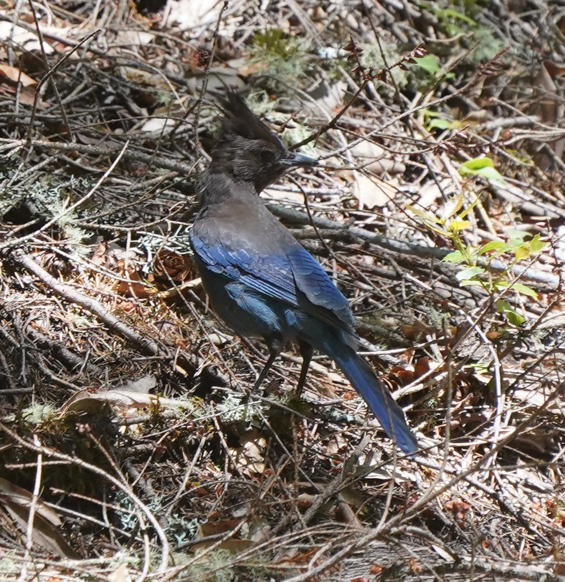 Steller's Jay - ML586279581