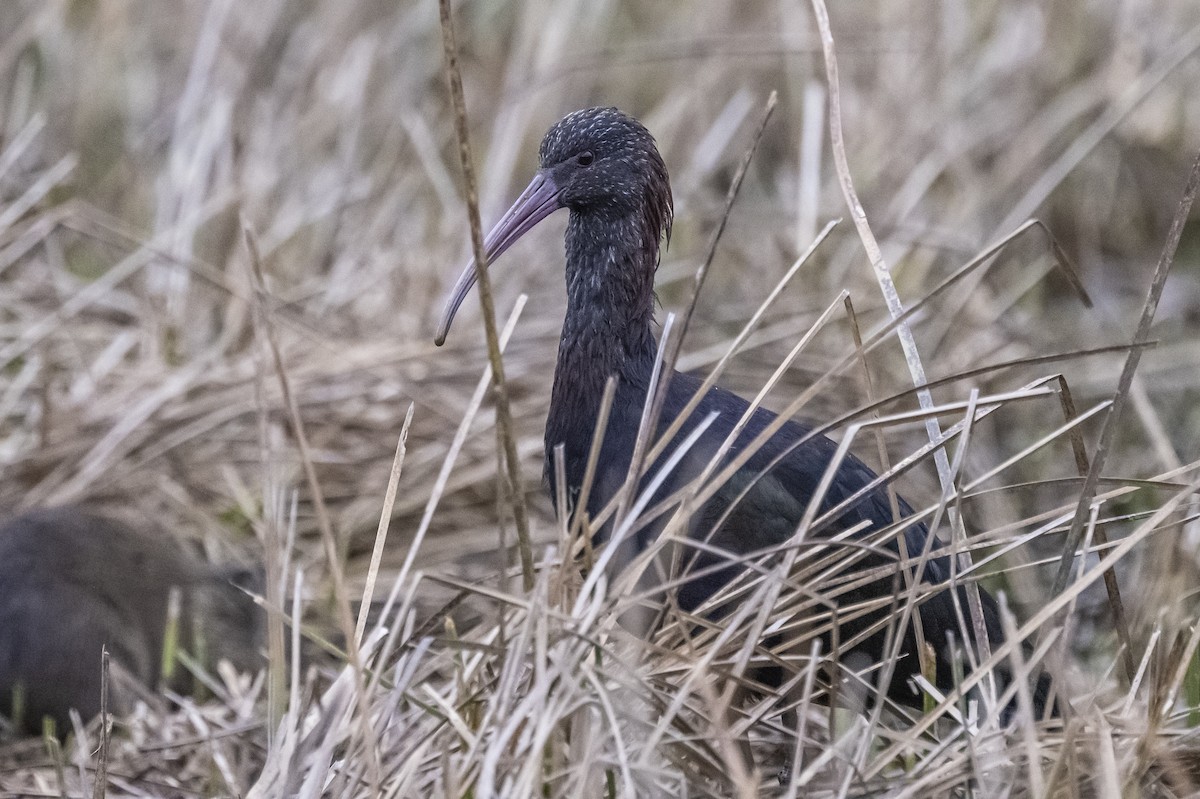 Puna Ibis - ML586279591