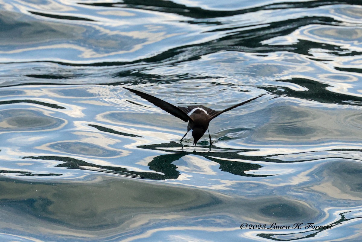 Elliot's Storm-Petrel - Laura Forrest