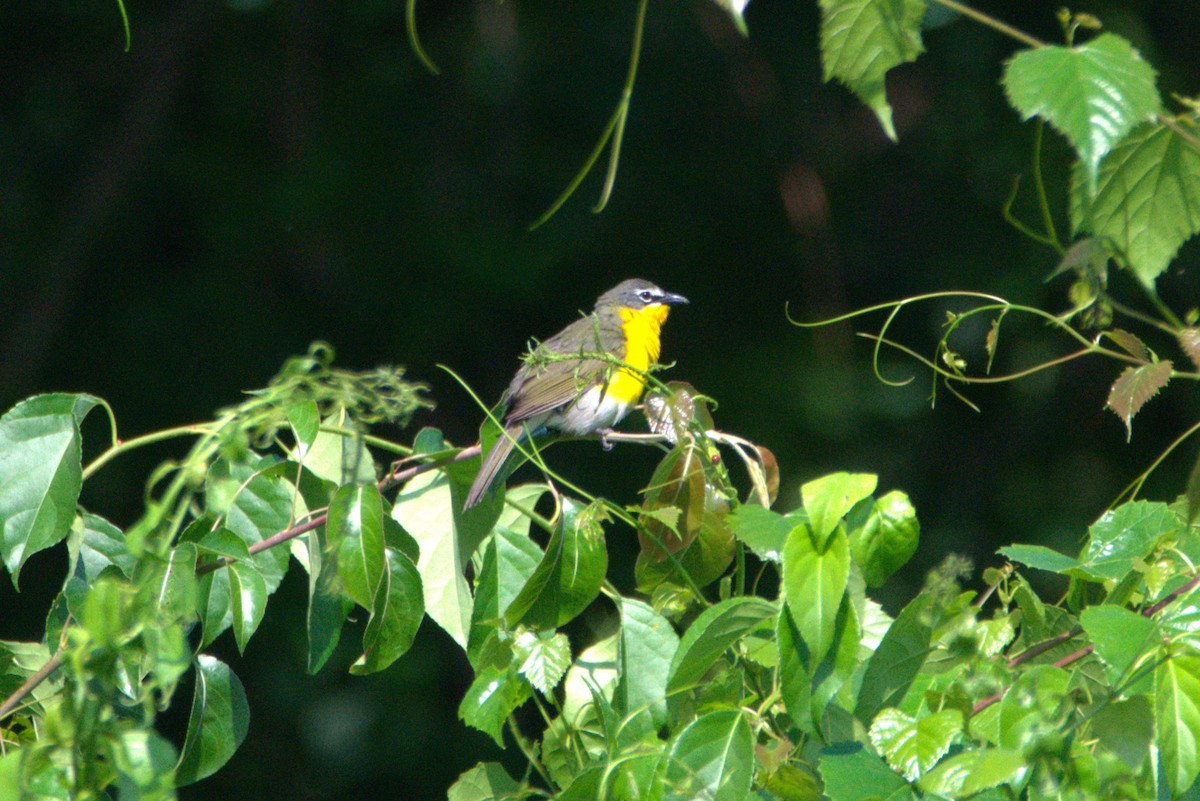 Yellow-breasted Chat - ML586279631