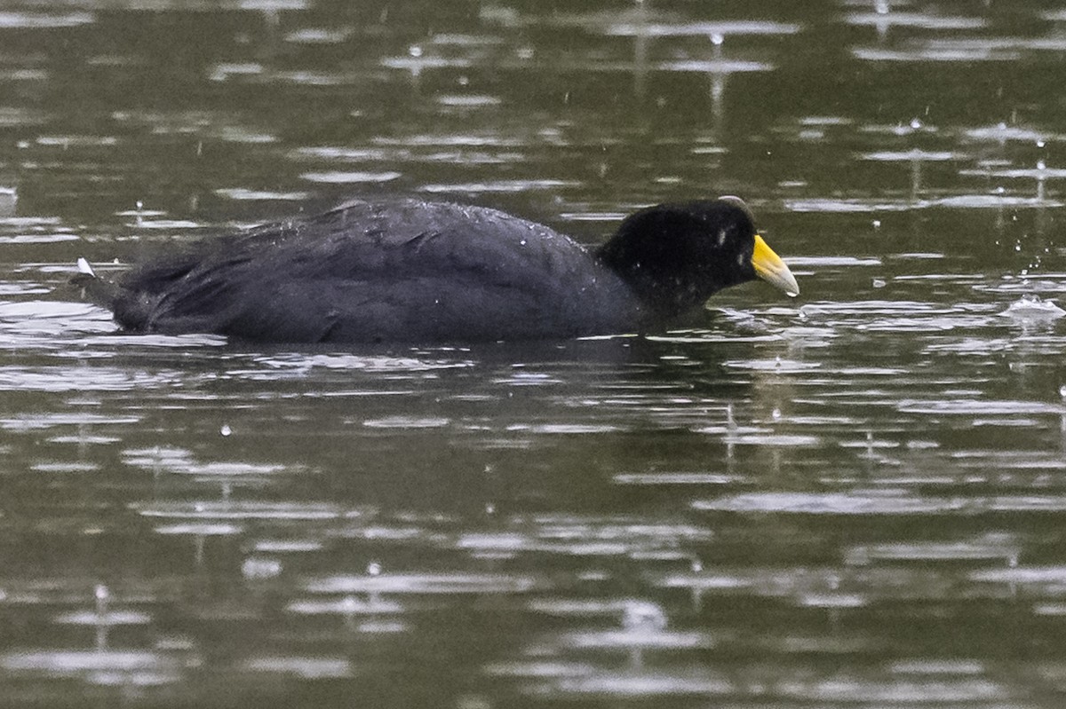 Foulque ardoisée - ML586279711