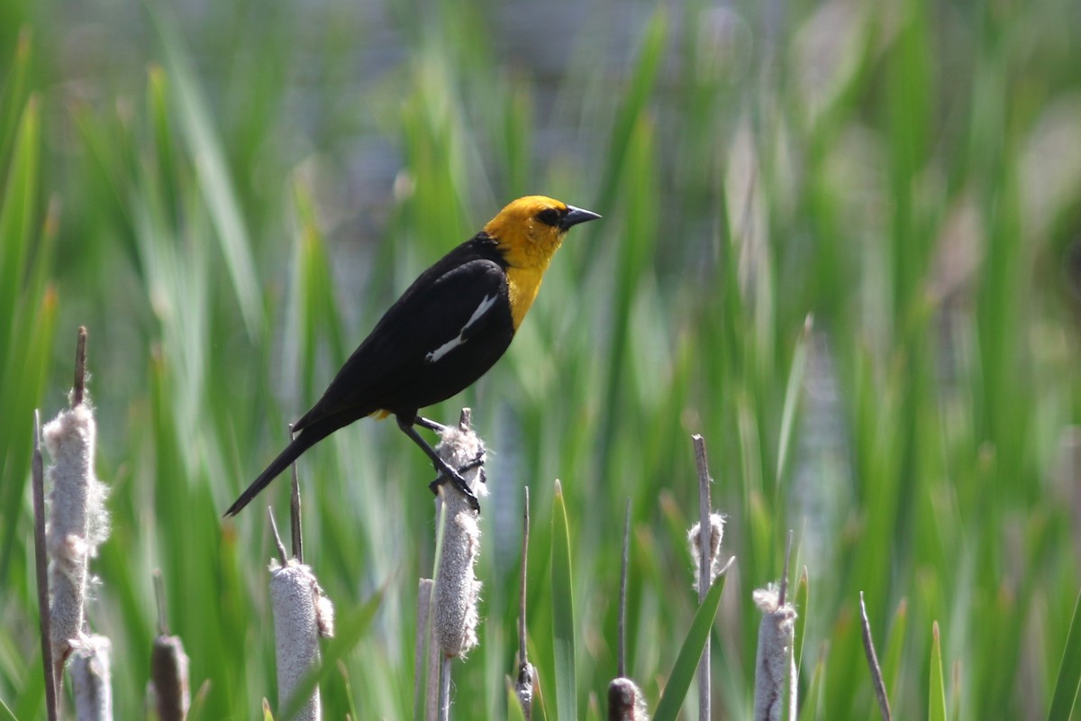 Yellow-headed Blackbird - ML586279951