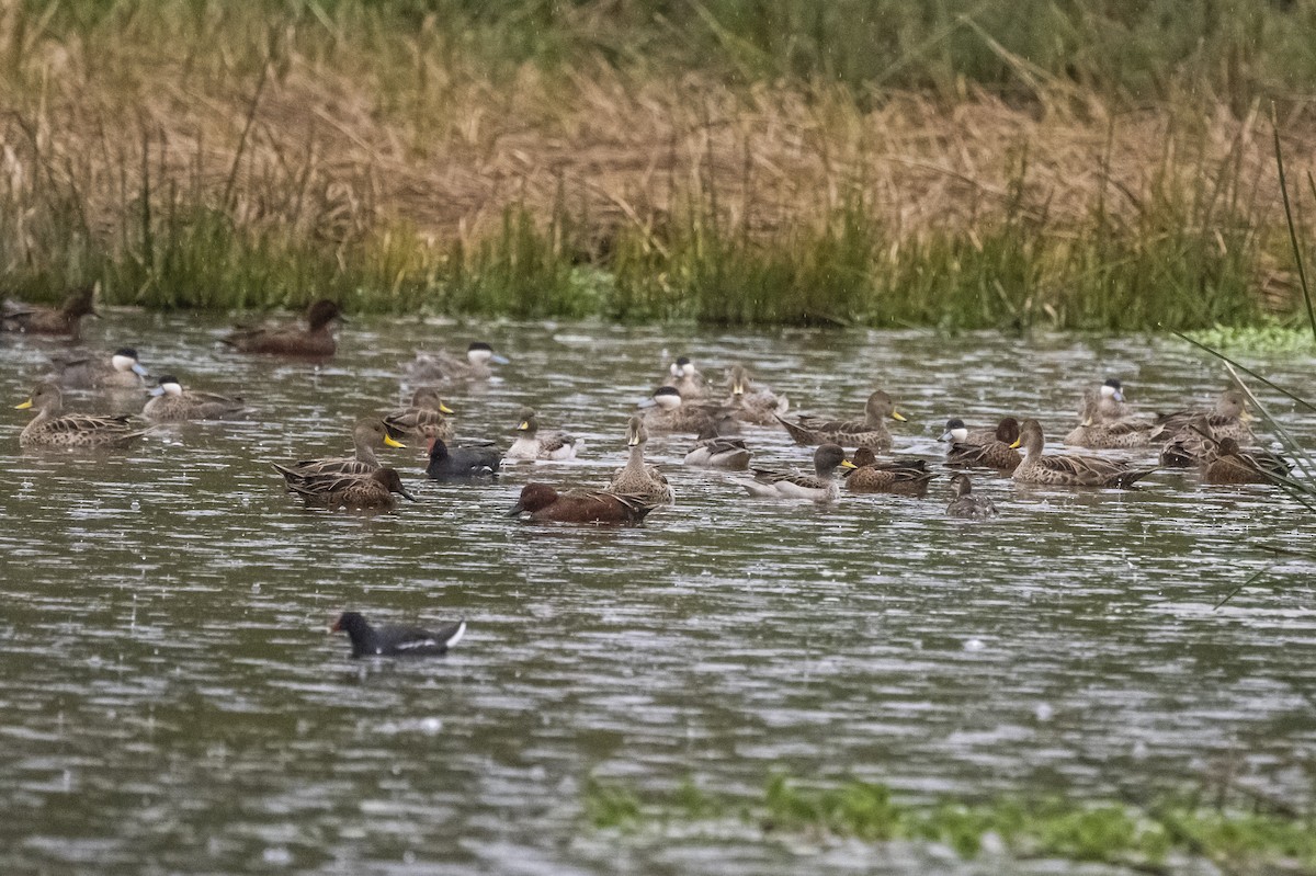 Yellow-billed Pintail - ML586280801