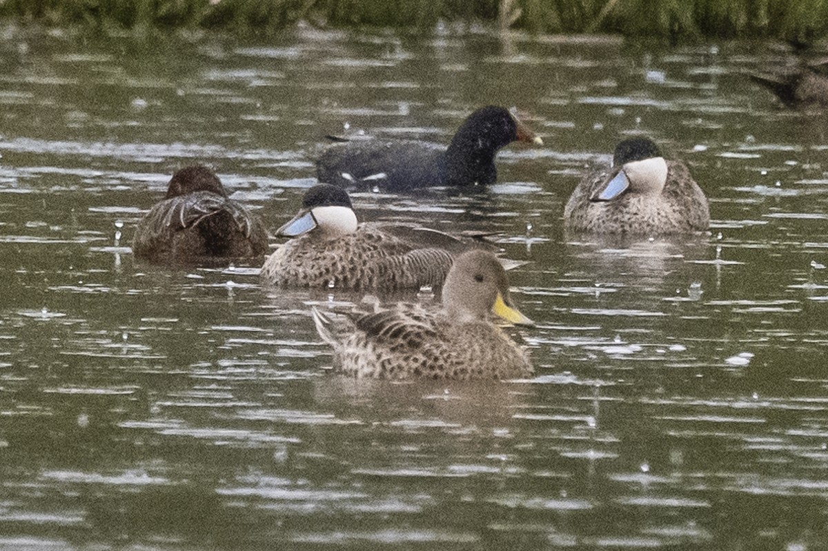 Yellow-billed Pintail - ML586281031