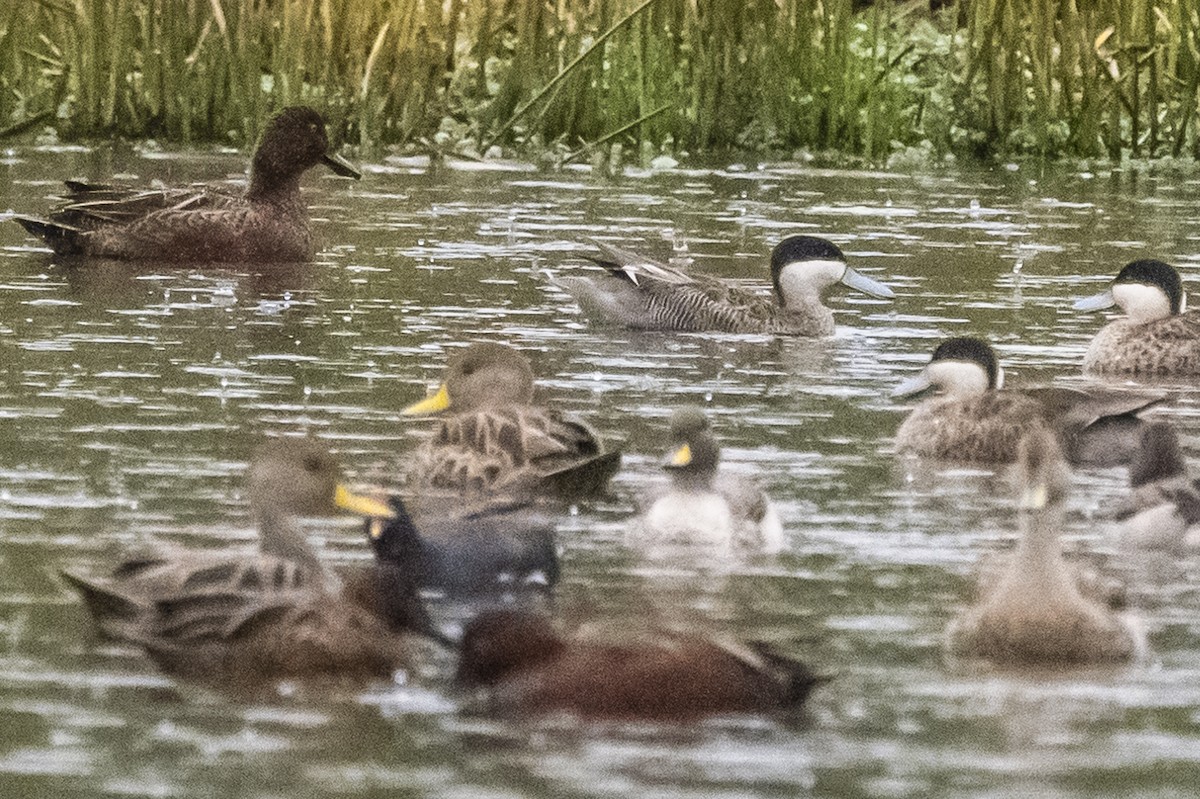 Yellow-billed Teal - Amed Hernández