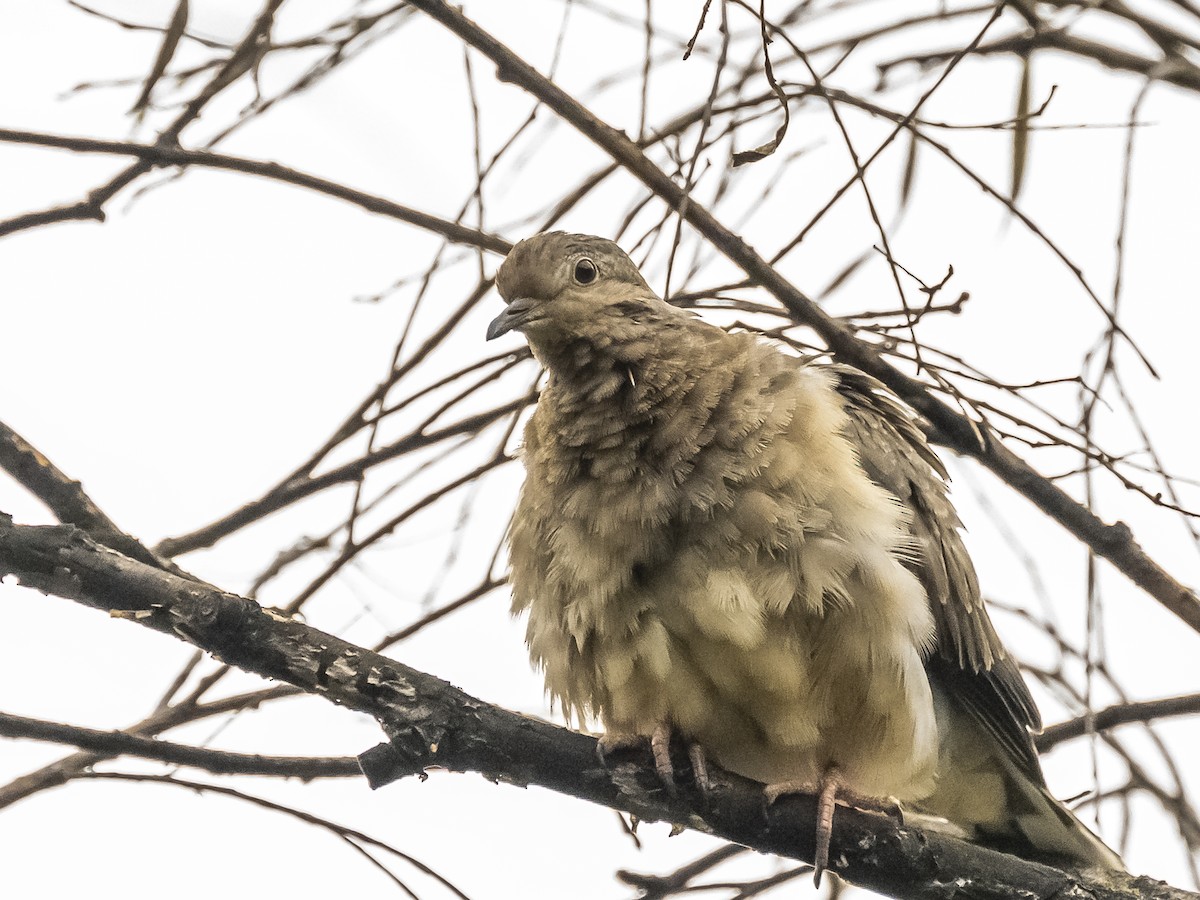 Eared Dove - ML586281281