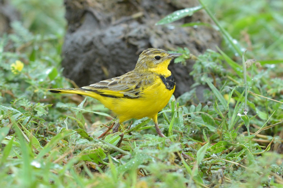 Pipit doré - ML586281841