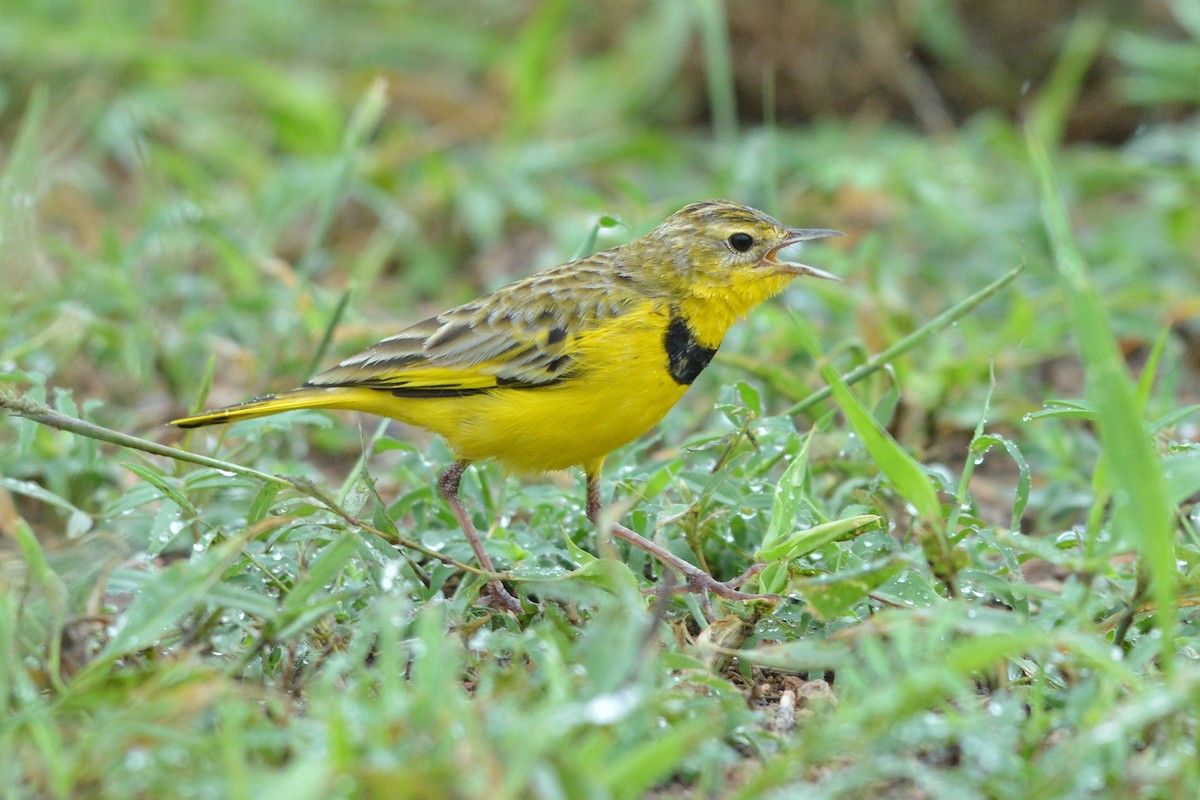 Pipit doré - ML586281851