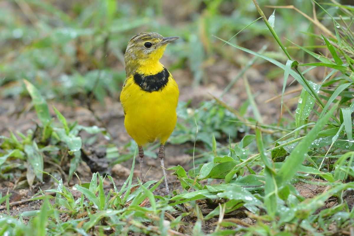 Pipit doré - ML586281861