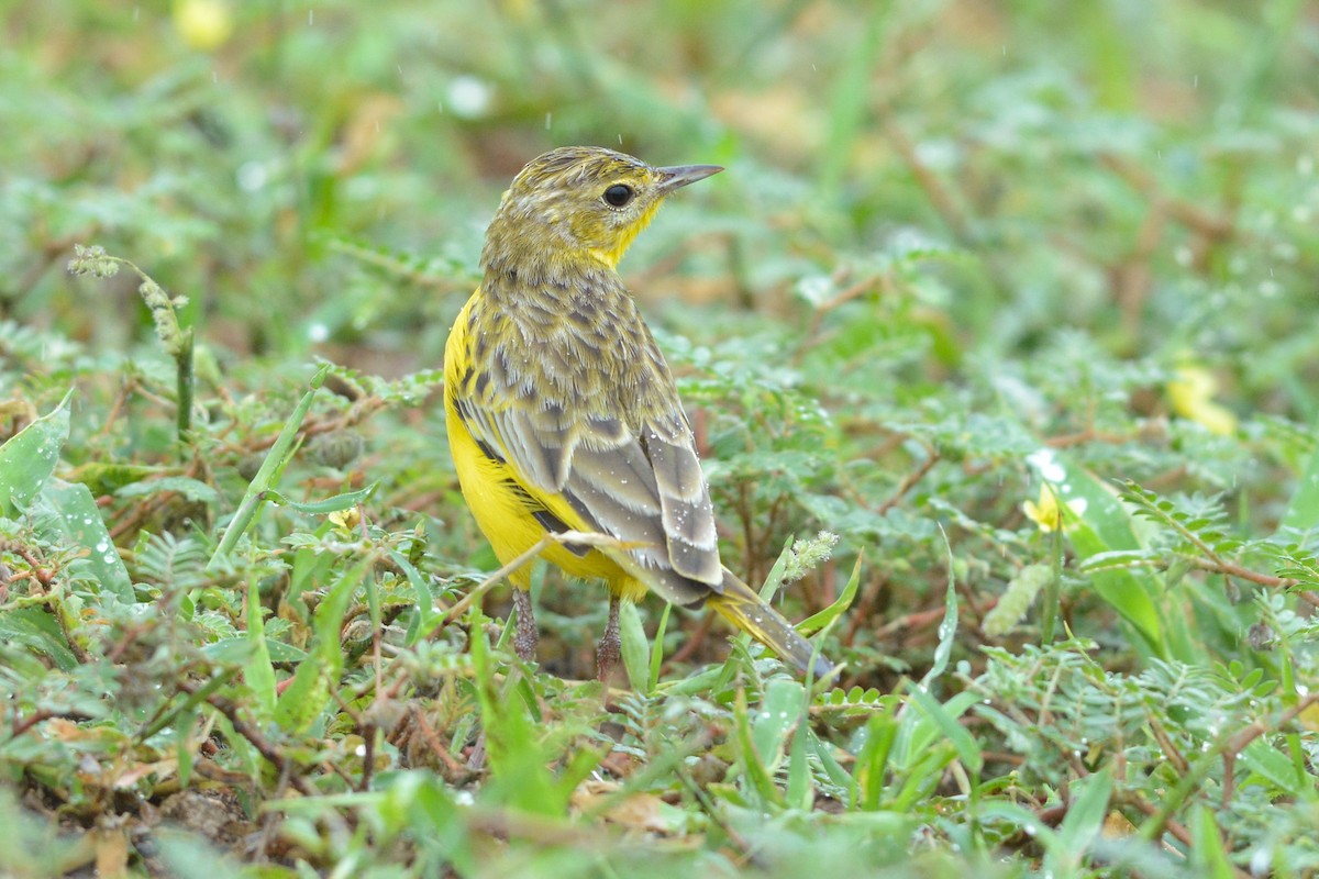 Pipit doré - ML586281871