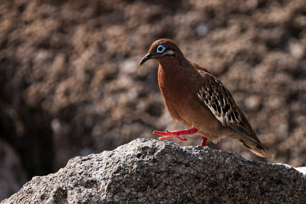 Galapagos Dove - ML586282021