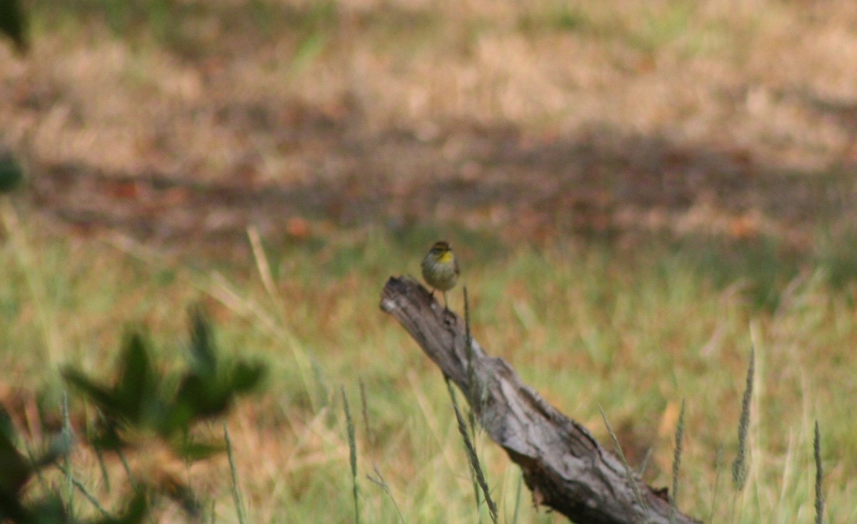 lesňáček bažinný (ssp. palmarum) - ML58628271