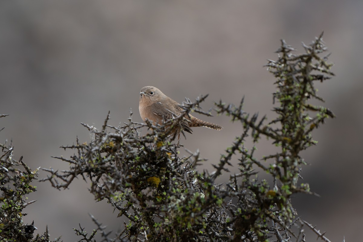 House Wren - ML586283081