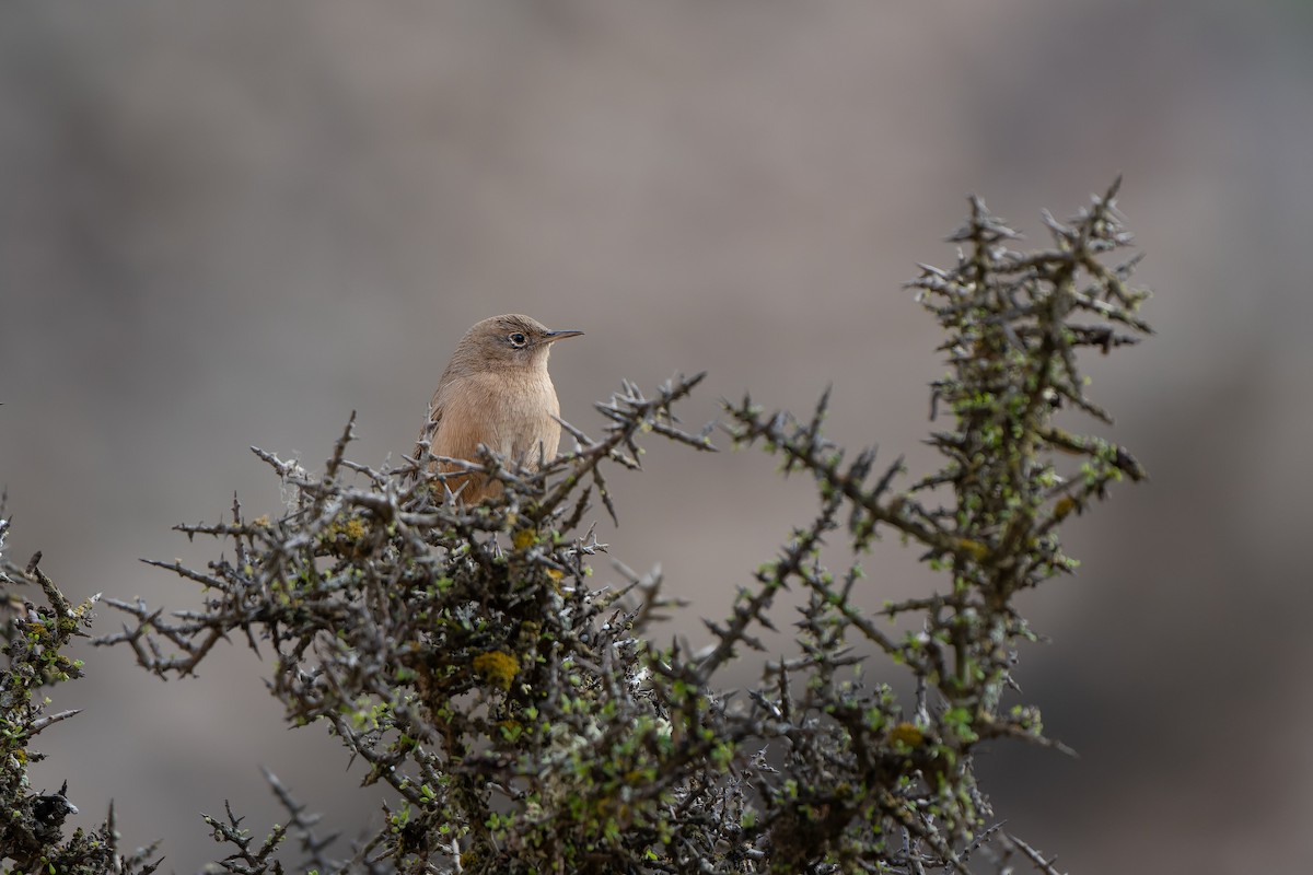 House Wren - ML586283091