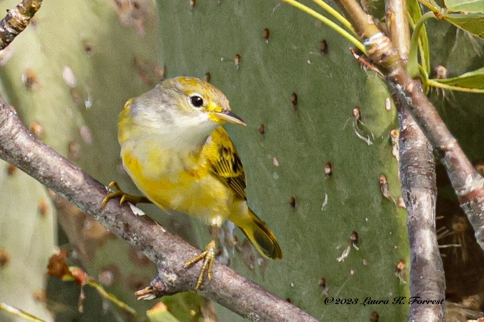 Yellow Warbler (Galapagos) - ML586283711