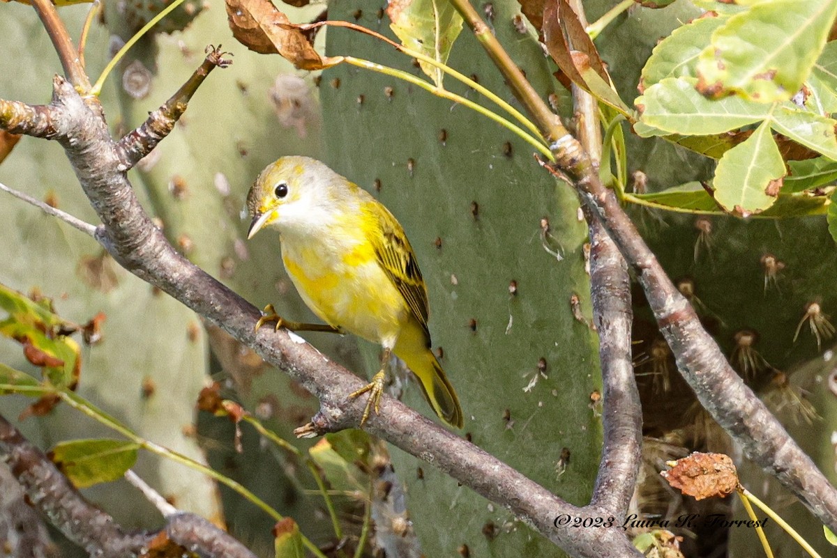 Yellow Warbler (Galapagos) - ML586283731