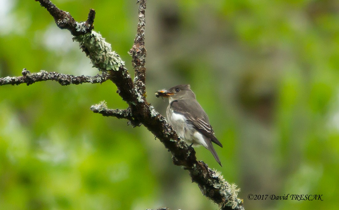 Olive-sided Flycatcher - ML58628401