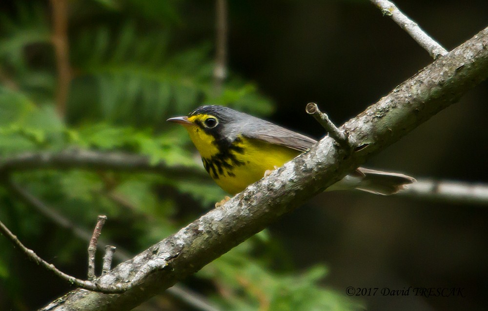 Canada Warbler - ML58628481