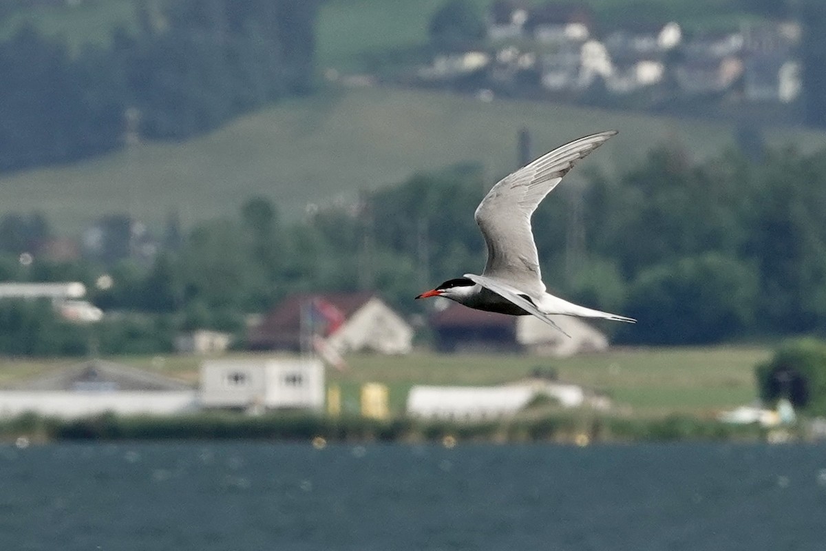 Common Tern - ML586286151