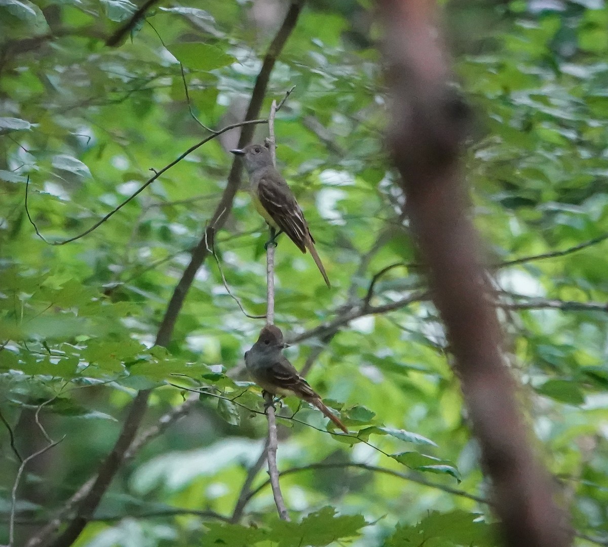 Great Crested Flycatcher - Dave Hart