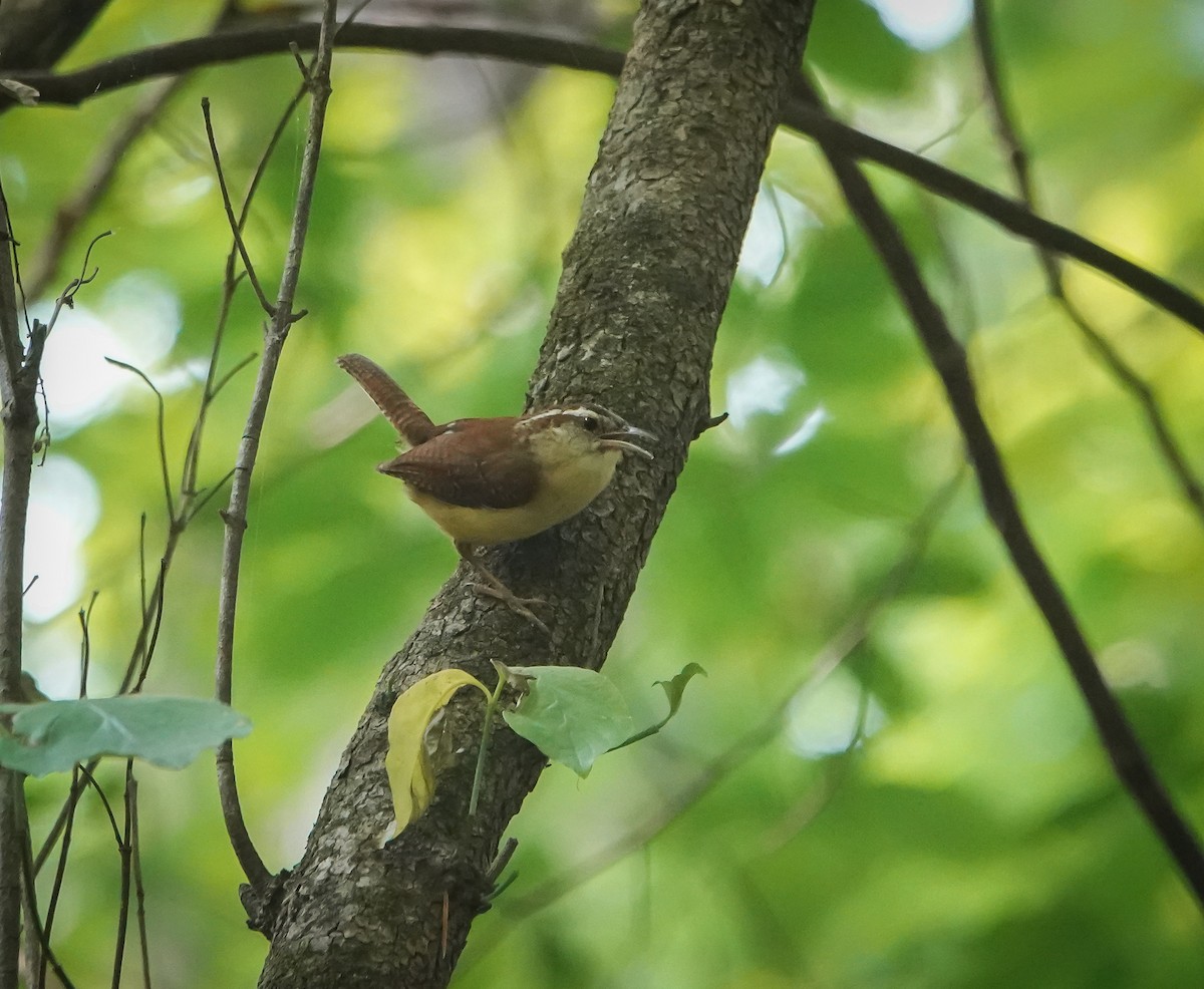 Carolina Wren - Dave Hart