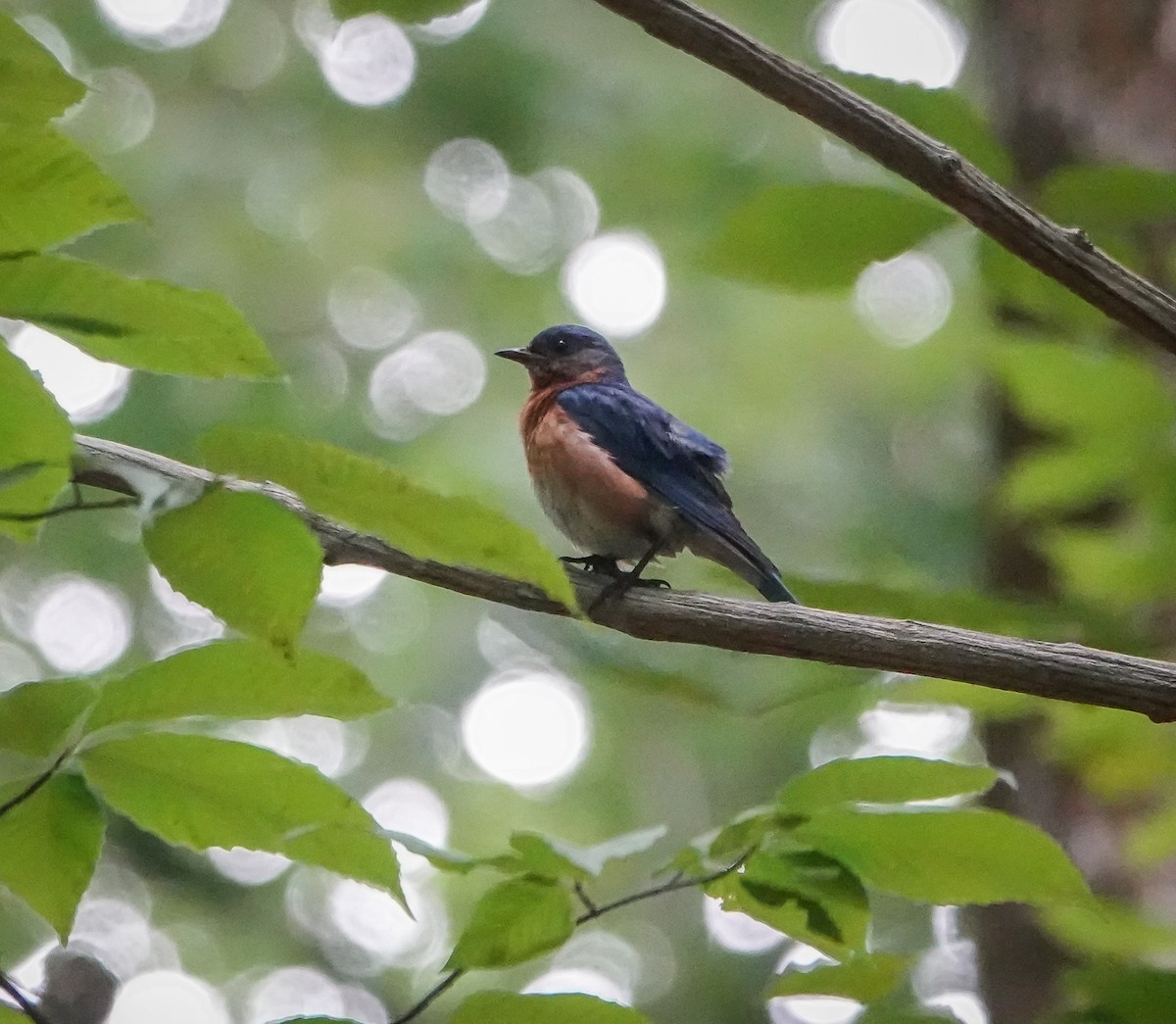 Eastern Bluebird - Dave Hart