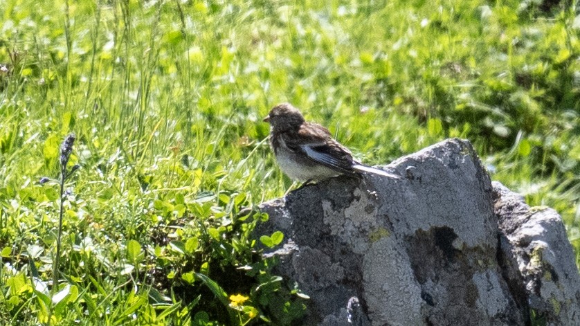 Twite - Ogün Aydin