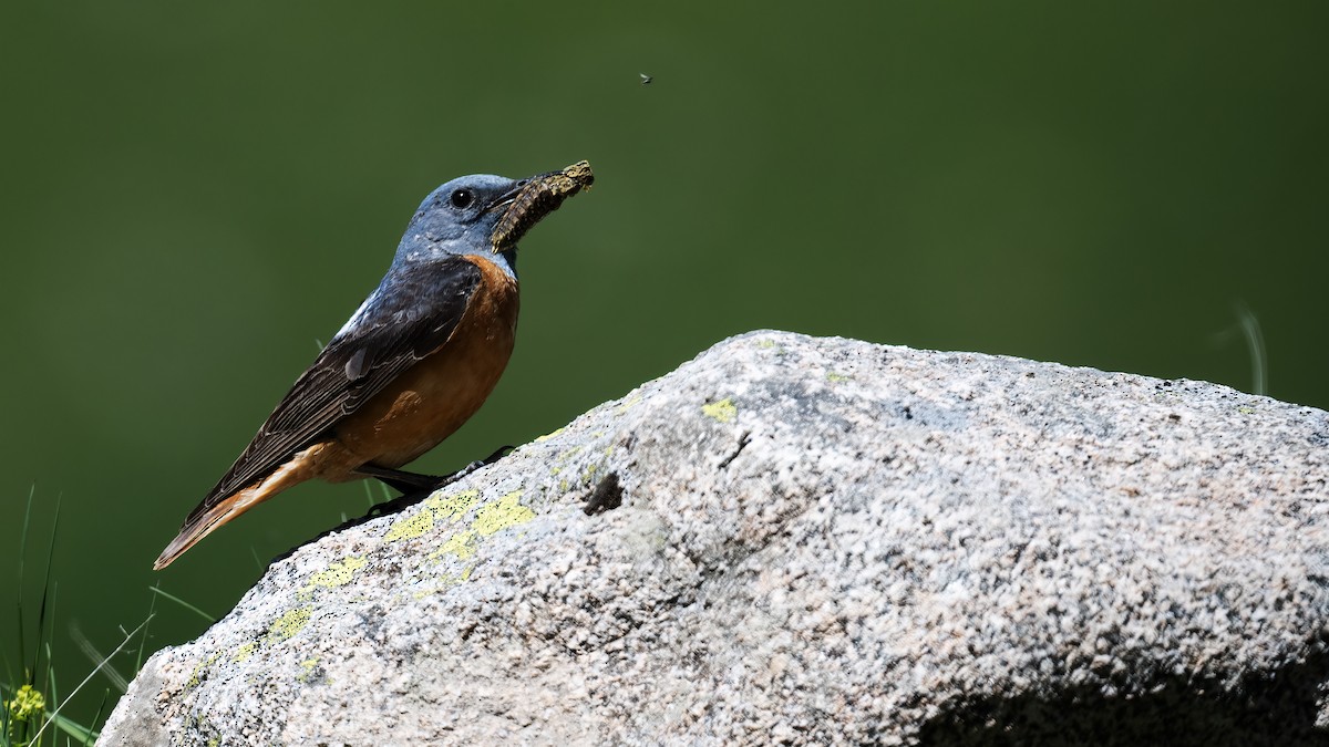 Rufous-tailed Rock-Thrush - Ogün Aydin