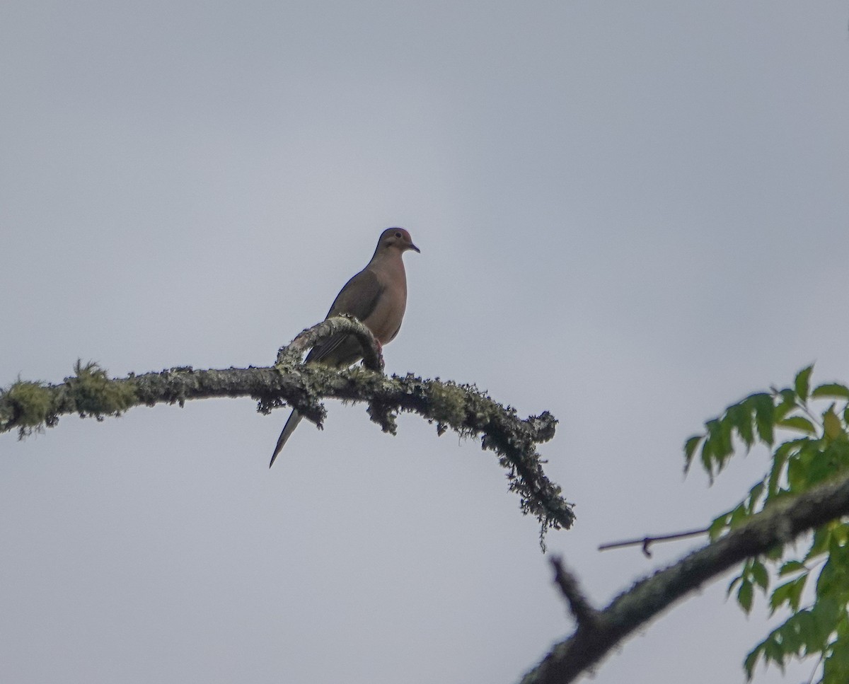 Mourning Dove - ML586286771