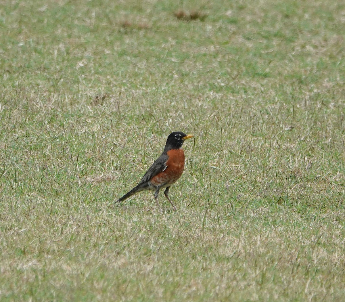 American Robin - ML586286911