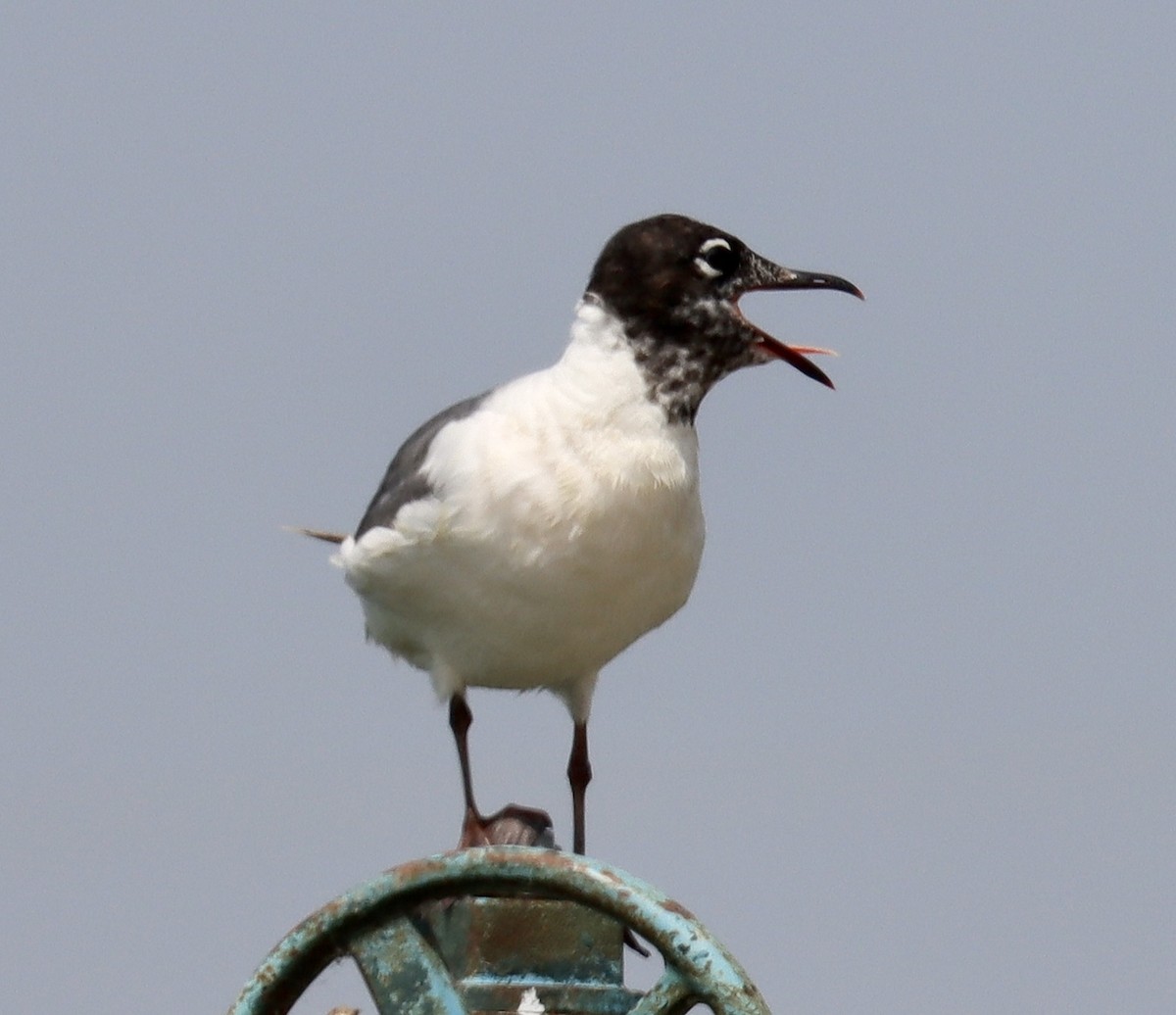 eBird Checklist - 19 Jun 2023 - Junction WTP (HOTW 090) - 10 species