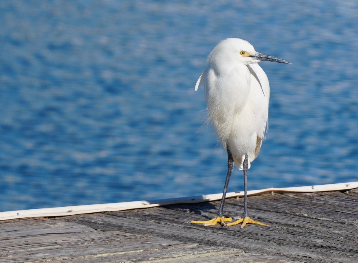 Snowy Egret - ML586288951