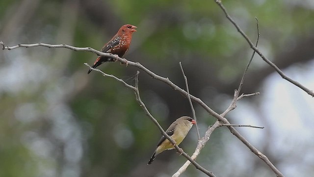 Red Avadavat - ML586290401