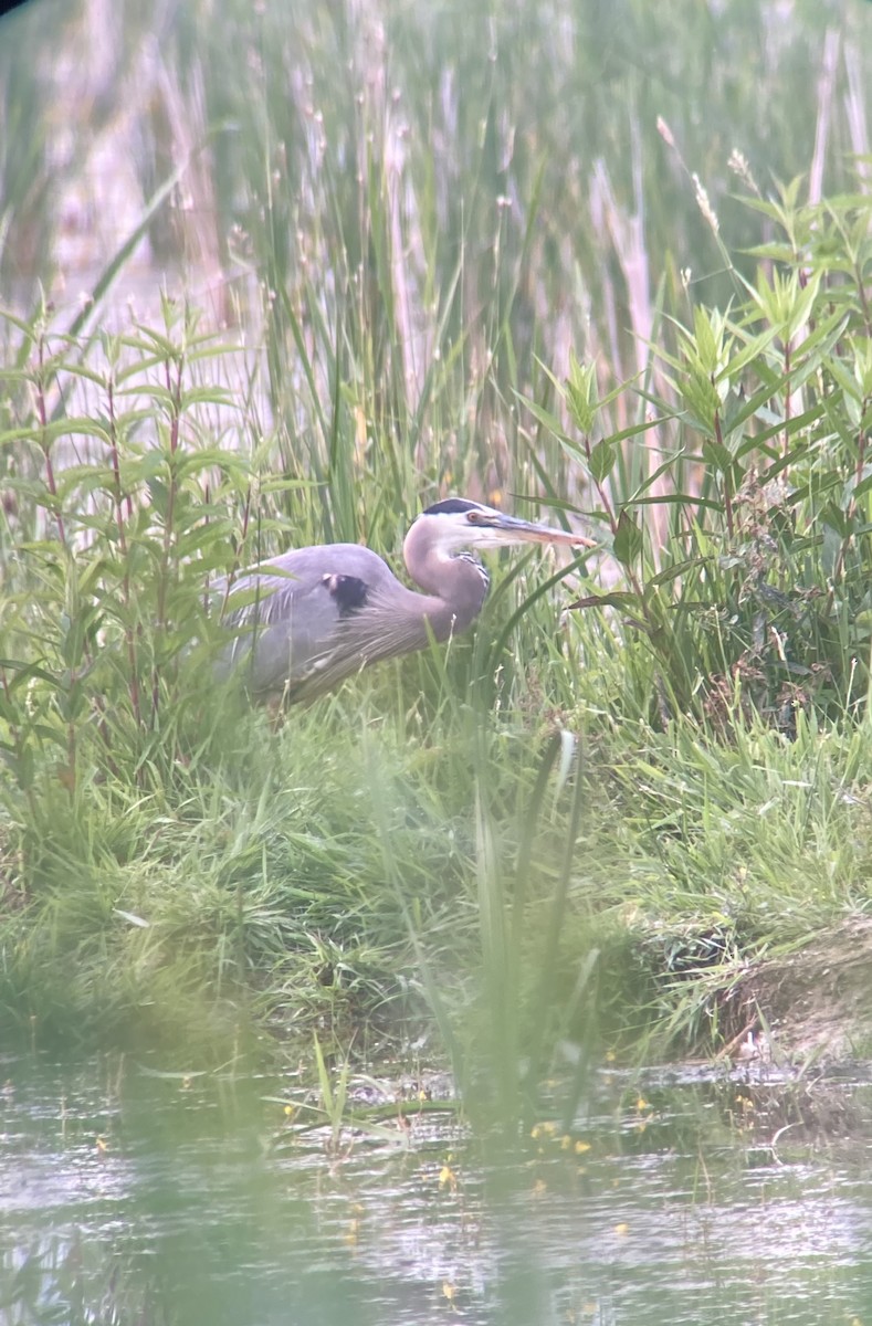 Great Blue Heron - ML586290621