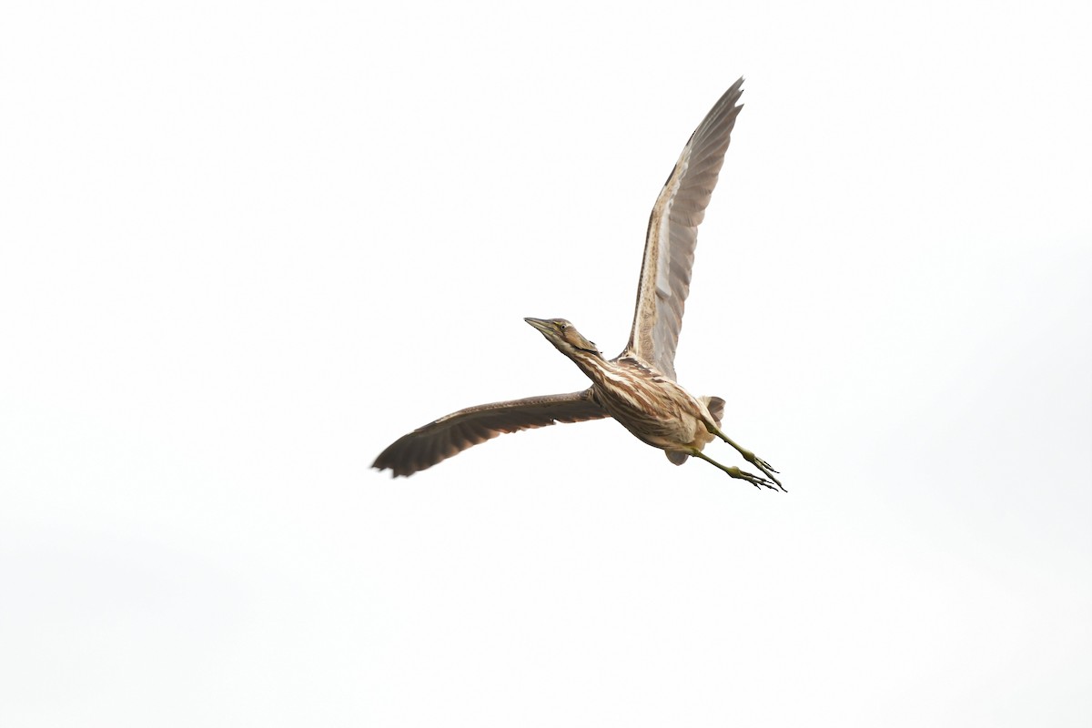 American Bittern - ML586290821