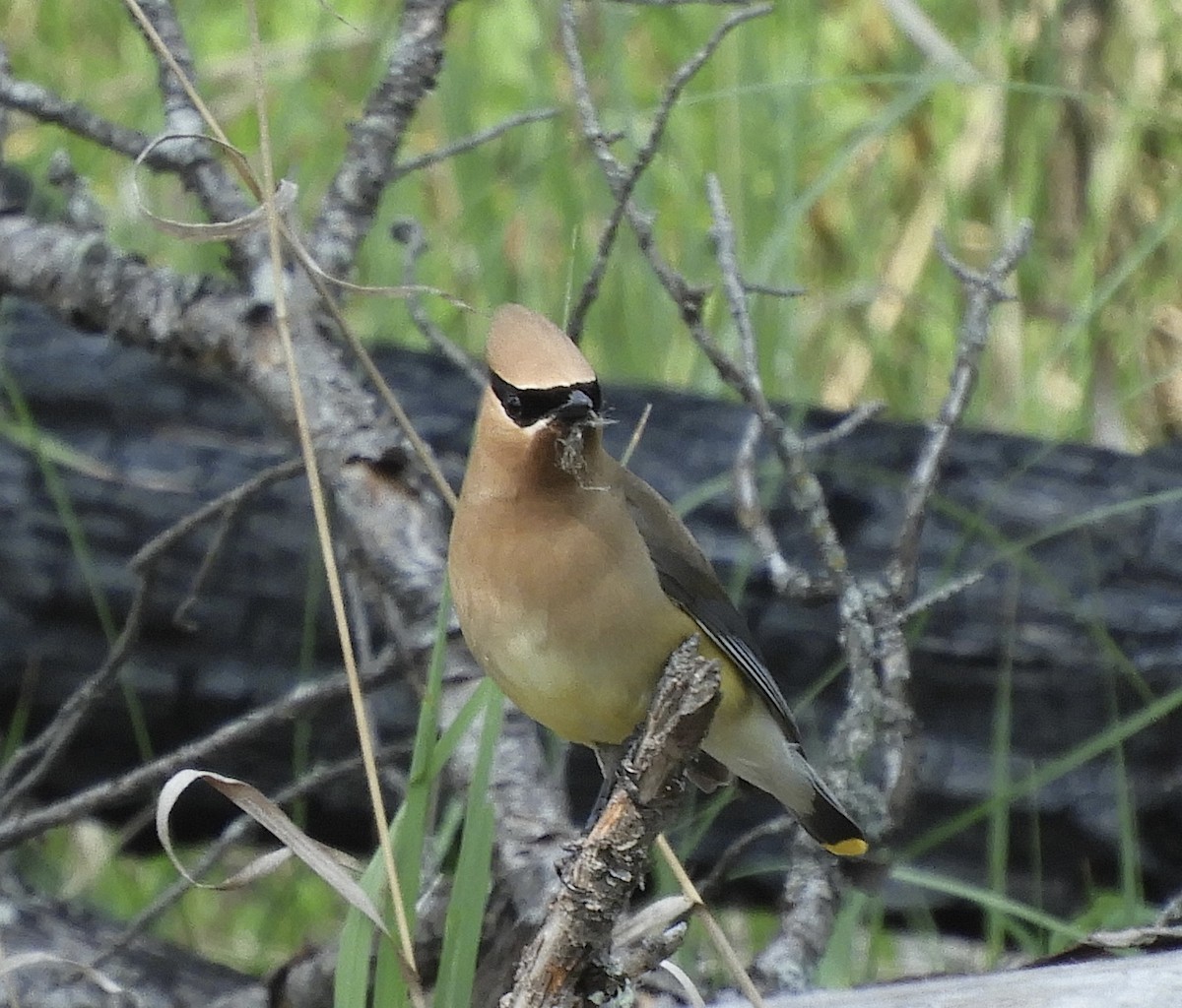 Cedar Waxwing - ML586292371