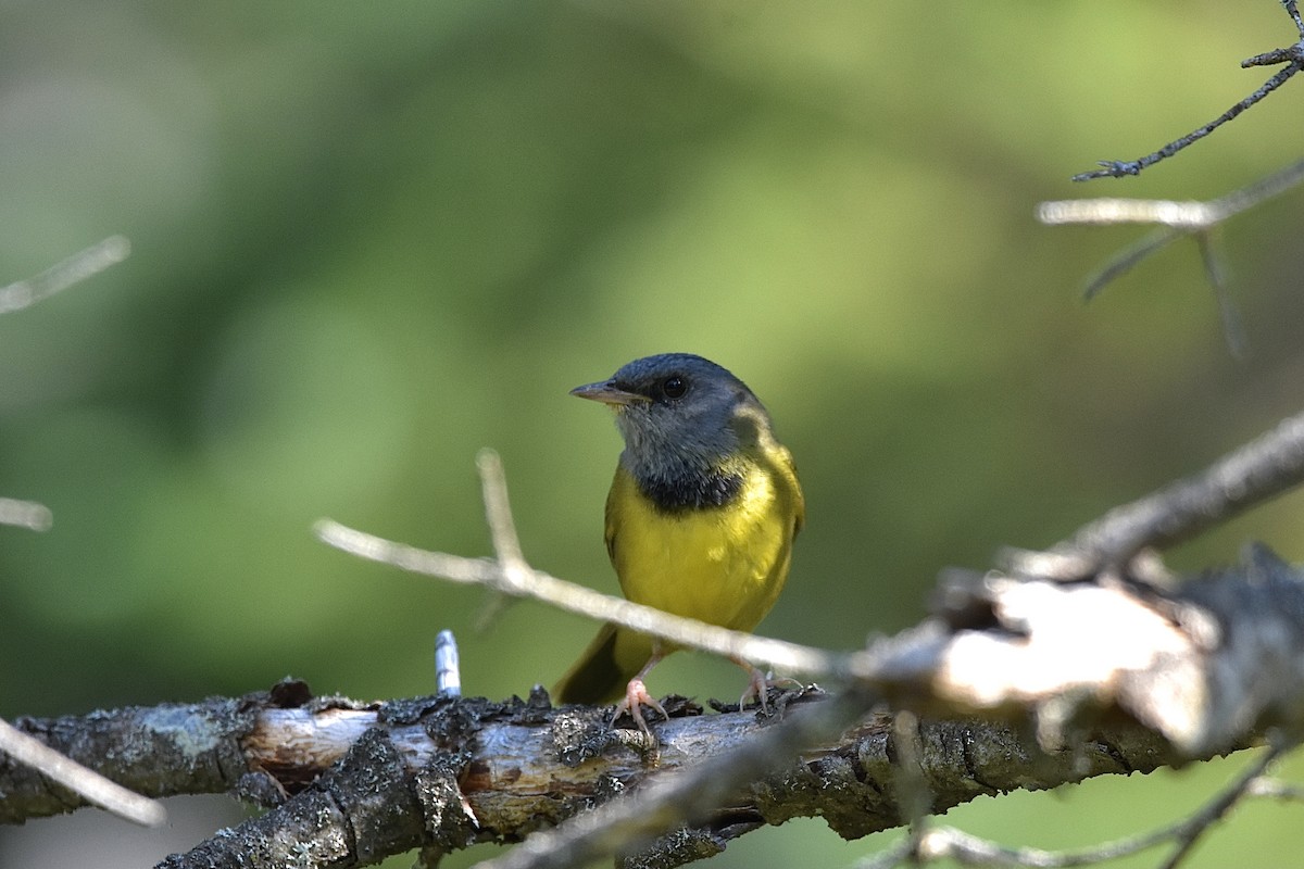 Mourning Warbler - ML586293601