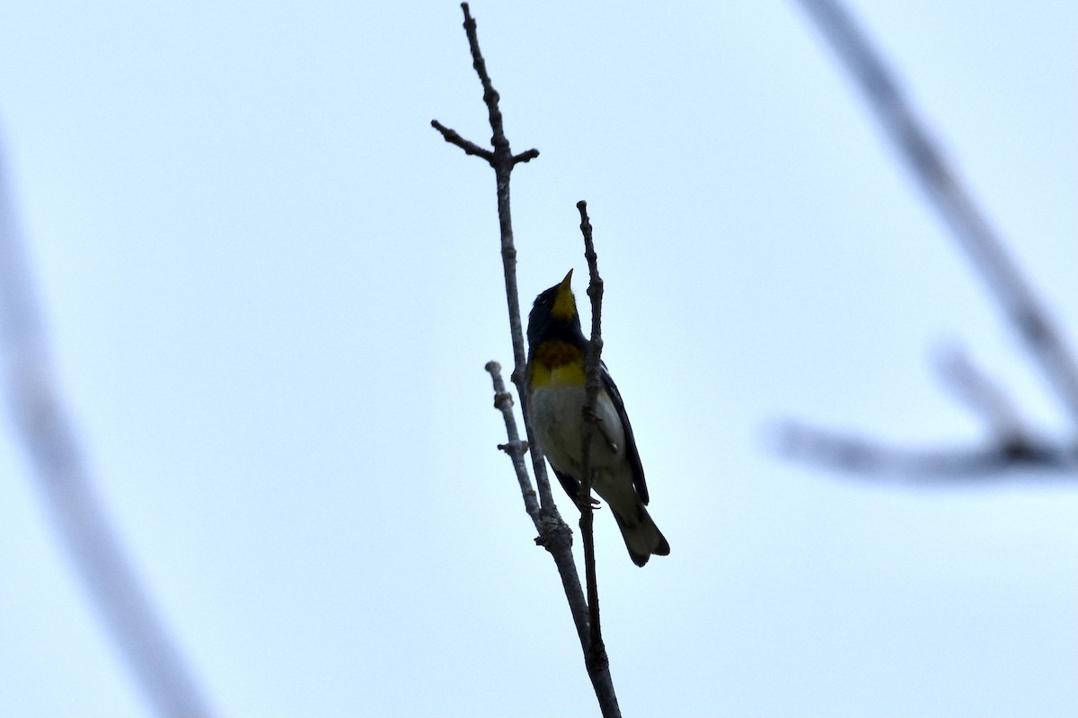 Northern Parula - Brendan Montie