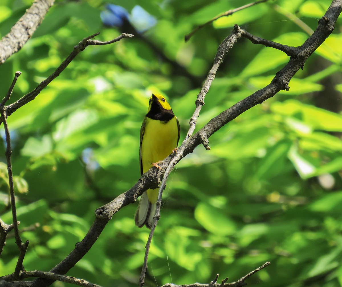 Hooded Warbler - ML58629371
