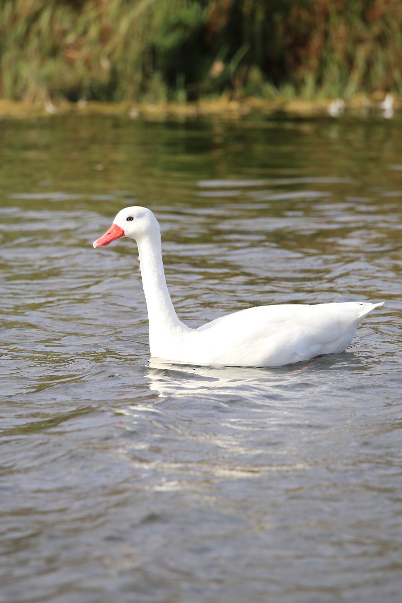 Coscoroba Swan - ML586293991